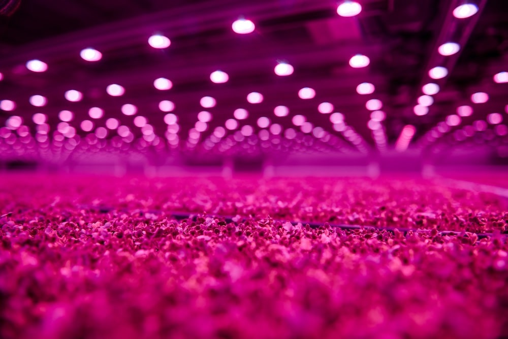 La iluminación LED de Signify aumenta la producción de alimentos