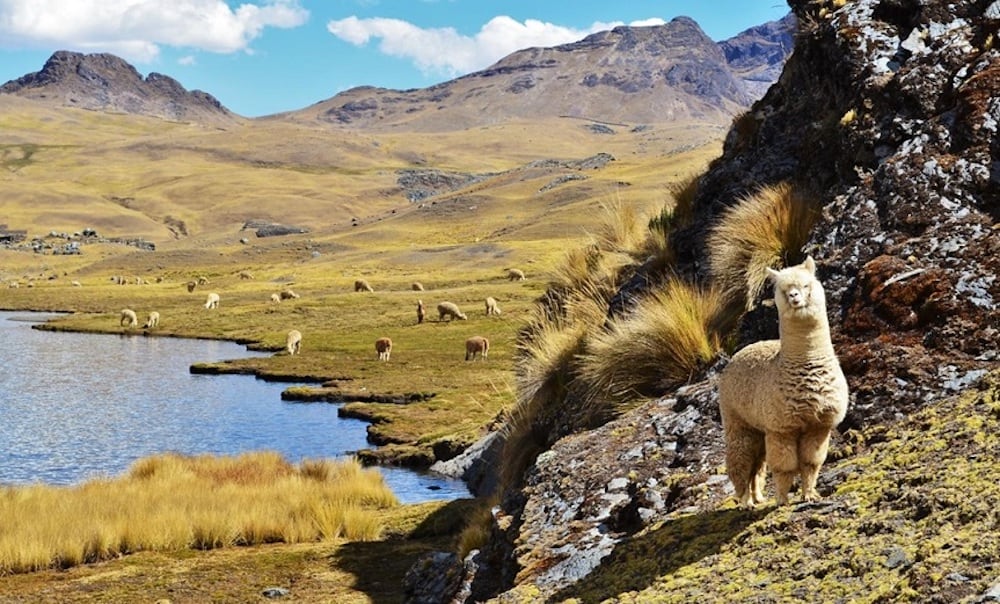 Perú y Tencent promocionan el turismo y la alpaca en China