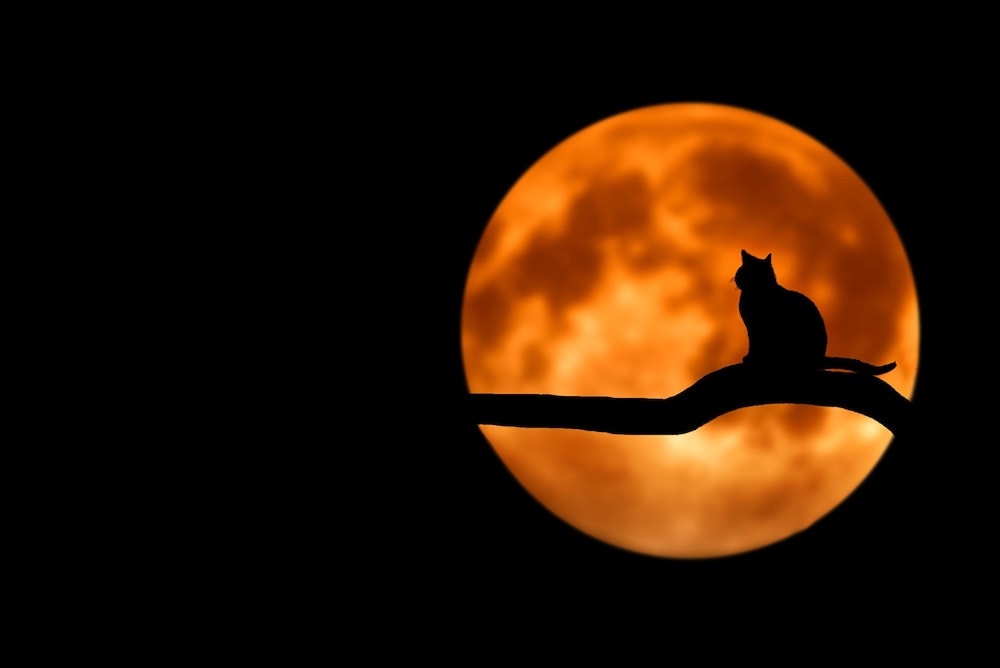 Halloween: Conoce las Apps y videojuegos m&aacute;s terror&iacute;ficos
