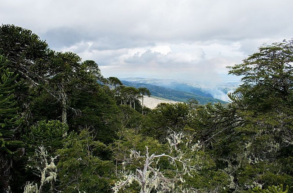 Inteligencia Artificial protege los bosques del mundo