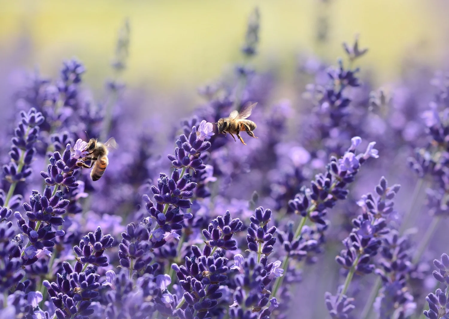 El sonido de aleteo de las abejas estimula a las flores
