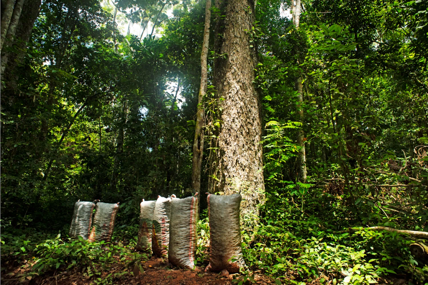 Prosegur impulsa proyecto en la Amazonía que beneficia a 800