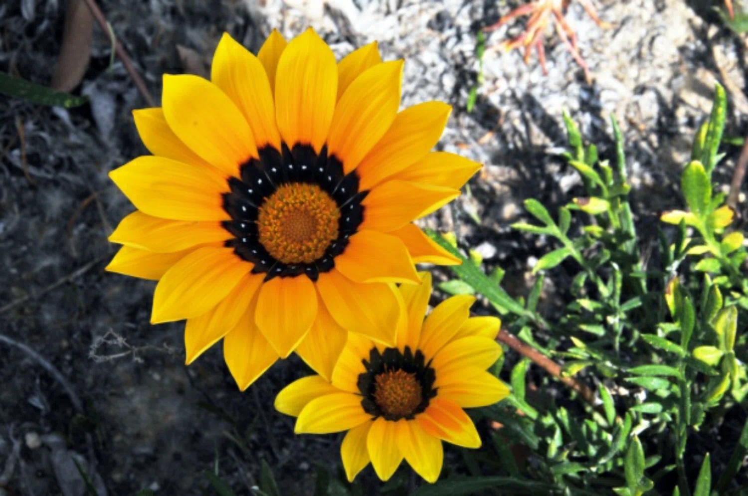 Demanda de flores se duplica en septiembre en Rappi Perú