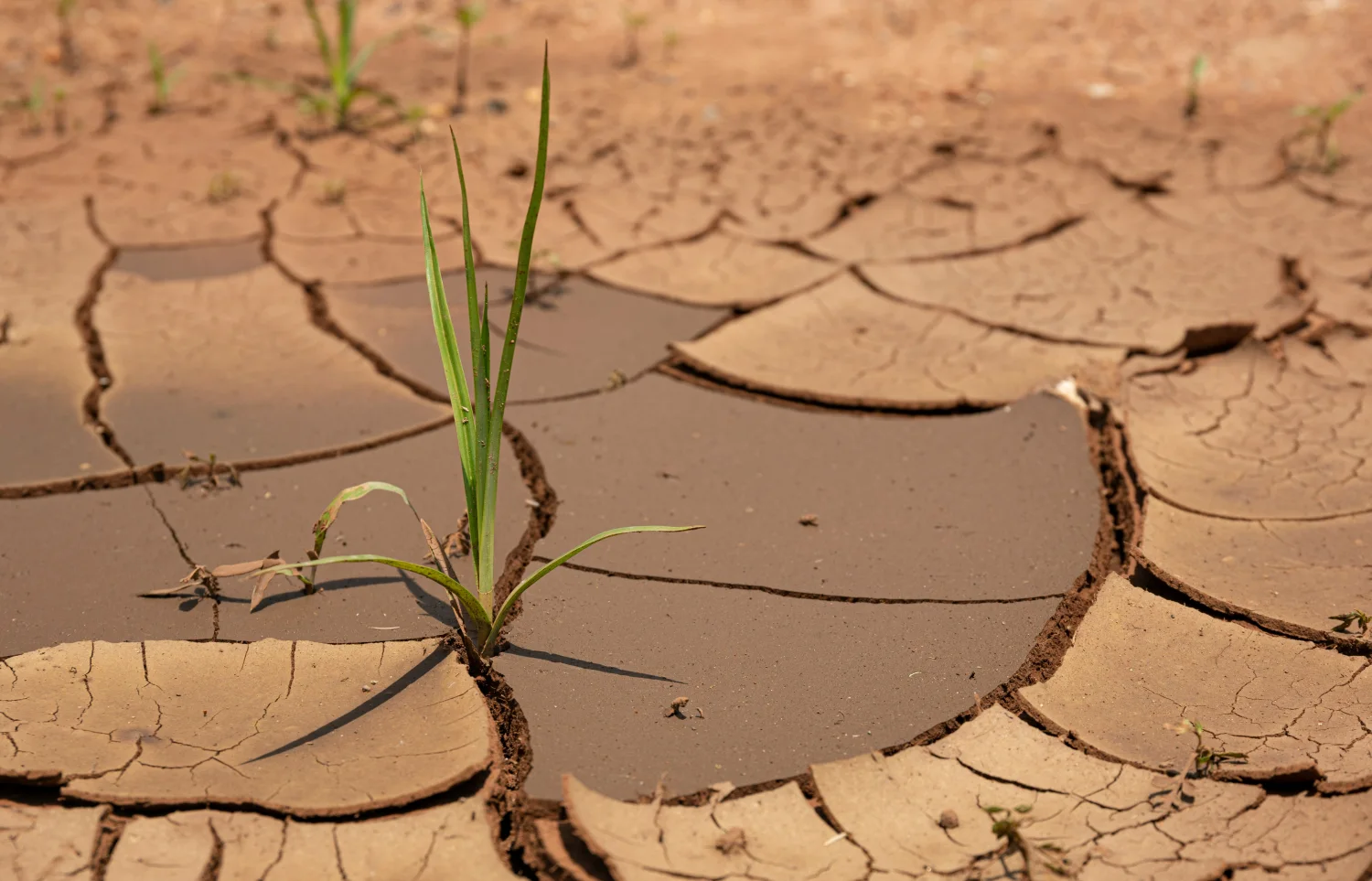 Seis hallazgos sobre el pulso emocional ante El Ni&ntilde;o en Latinoam&eacute;rica